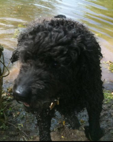 Dottie