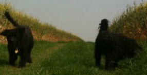 Dottie and Dora in Watlington