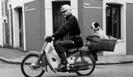 dog bike basket