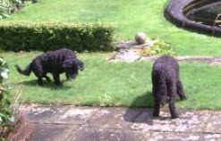 Dottie and Dora in the garden dottieanddoraingarden