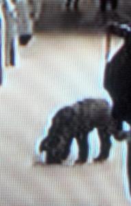 Dora licking the sidewalk outside the Duke of York's Theater